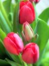 Tulpe blumig 30