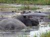 Nilpferde Khwai NP - Botswana - Afrika