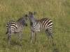 Serengeti NP Afrika Tansania
