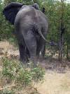 Elefant Khwai NP - Botswana - Afrika
