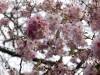jap. Kirschblüte Frühling 14