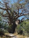 Baobab Bwabwata Nationalpark Namibia Afrika