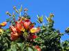 Flora und Fauna Afrika