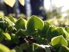 Frühling 11