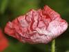 Mohnblume Sommer 06