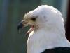 Weißkopfadler Vogel Raubvogel