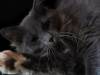 Katze 09