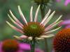 Echinacea blumig 05