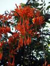 Flora und Fauna Botswana Afrika