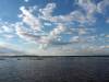 Seerosen im Chobe River Botswana