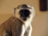 Affe Meerkatze Botswana Afrika
