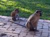 Affe Meerkatze Botswana Afrika
