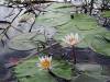 Okavango Delta Botswana Afrika