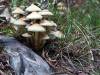 Herbst 14
