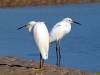Schneereiher Vogel Florida USA