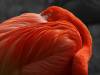 Flamingo Vogel