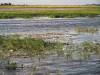 Seerosen im Chobe River Botswana