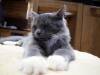 Katze 07