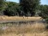 Bwabwata Nationalpark Namibia Afrika