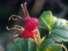 Hagebutte Herbst 10