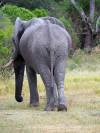 Elefant Khwai NP - Botswana - Afrika