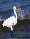 Schneereiher Vogel Florida USA