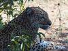 Leopard Chobe Botswana Arfika