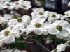 Blüte Frühling 17