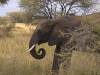 Tranagire NP Afrika Tansania Elefant