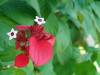 Flora und Fauna Afrika