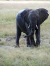 Elefant Hwange Nationalpark Simbabwe Afrika