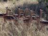 Antilopen - Botswana - Afrika