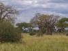Tranagire NP Afrika Tansania