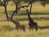 Tranagire NP Afrika Tansania