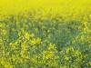 Raps Frühling 05
