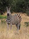 Zebra Khwai NP - Botswana - Afrika