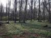 Wald Frühling 10