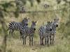 Zebra Arusha Nationalpark Tansania Afrika