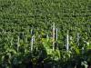 Weinberg Herbst 13