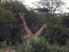 Giraffe Hwange Nationalpark Simbabwe Afrika
