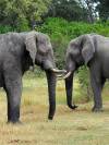 Elefanten Khwai NP - Botswana - Afrika