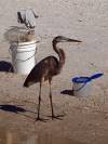 Graureiher Vogel Florida USA