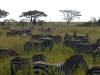 Serengeti NP Afrika Tansania