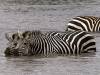 Zebra Arusha Nationalpark Tansania Afrika