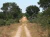 Hwange Zimbabwe Afrika