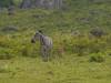 Arusha NP Afrika Tansania