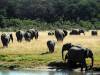 Elefant Hwange Nationalpark Simbabwe Afrika