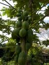 Papaya