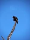 Vogel Moremi Nationalpark Botswana Afrika