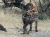 Hyäne Moremi Nationalpark Botswana Afrika